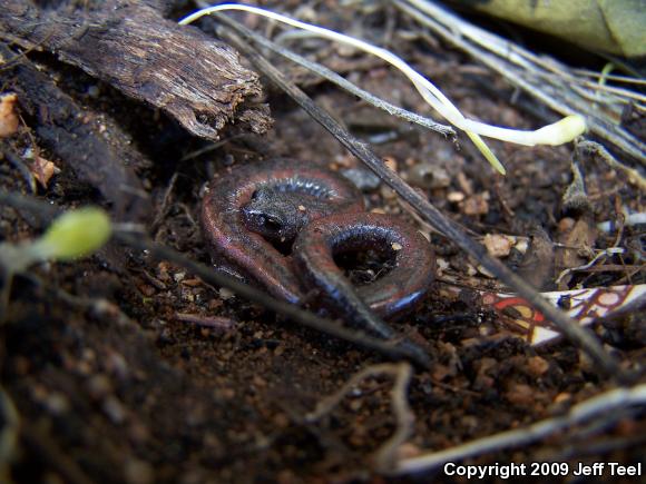 San Gabriel Mountains Slender Salamander (Batrachoseps gabrieli)