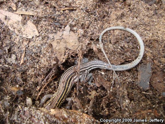 Six-lined Racerunner (Aspidoscelis sexlineata sexlineata)