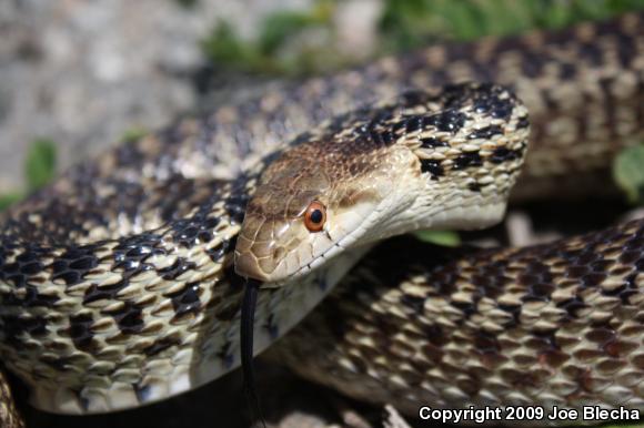 San Diego Gopher Snake (Pituophis catenifer annectens)