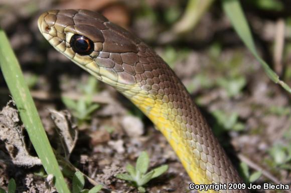 Western Yellow-bellied Racer (Coluber constrictor mormon)