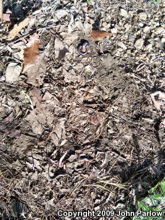 Prairie Ring-necked Snake (Diadophis punctatus arnyi)