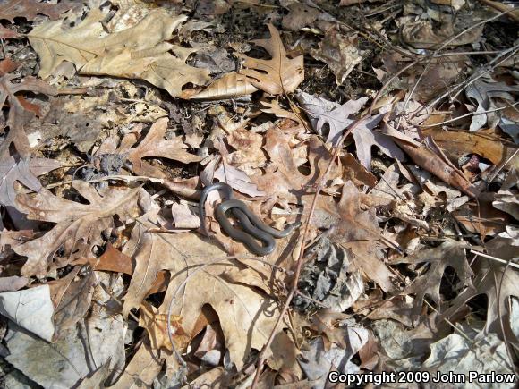 Prairie Ring-necked Snake (Diadophis punctatus arnyi)