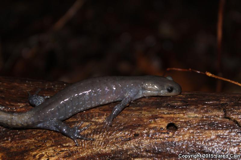 Jefferson Salamander (Ambystoma jeffersonianum)