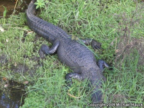 American Alligator (Alligator mississippiensis)