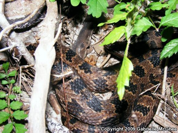 Brown Watersnake (Nerodia taxispilota)