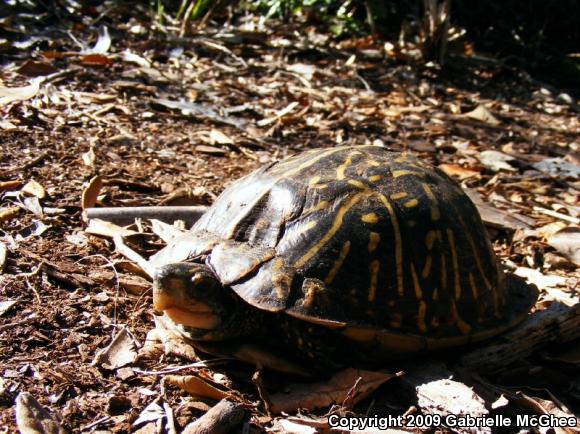 Florida Box Turtle (Terrapene carolina bauri)