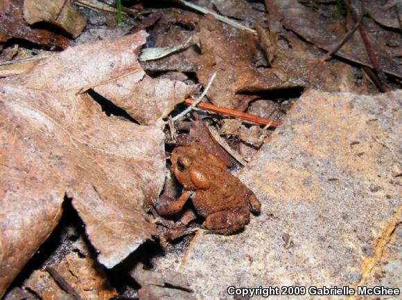 Southern Toad (Anaxyrus terrestris)