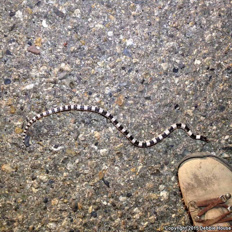 Western Long-nosed Snake (Rhinocheilus lecontei)