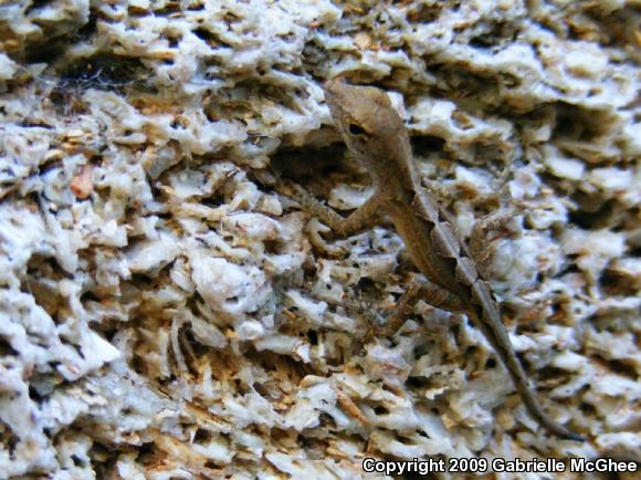 Cuban Brown Anole (Anolis sagrei sagrei)