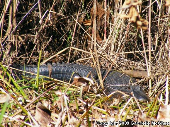 American Alligator (Alligator mississippiensis)