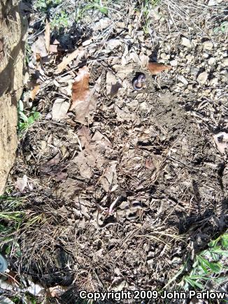 Prairie Ring-necked Snake (Diadophis punctatus arnyi)