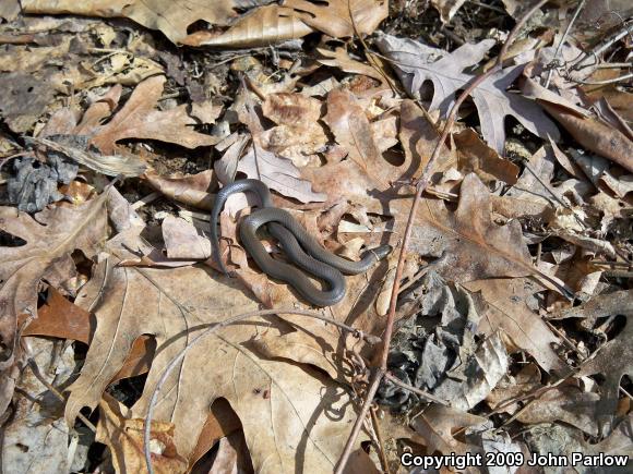 Prairie Ring-necked Snake (Diadophis punctatus arnyi)