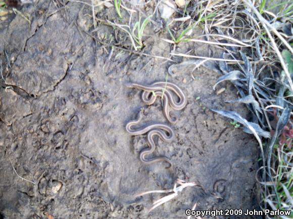 Lined Snake (Tropidoclonion lineatum)