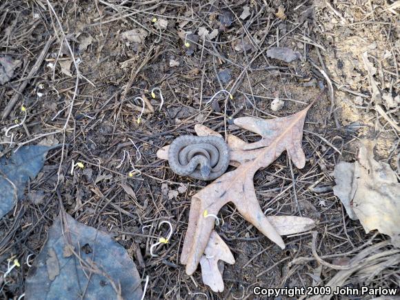 Midland Brownsnake (Storeria dekayi wrightorum)