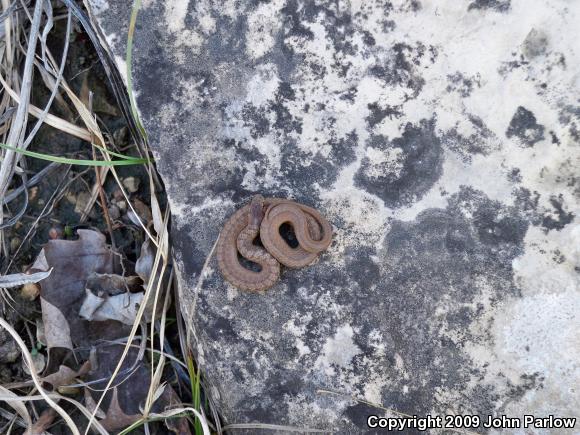 Midland Brownsnake (Storeria dekayi wrightorum)