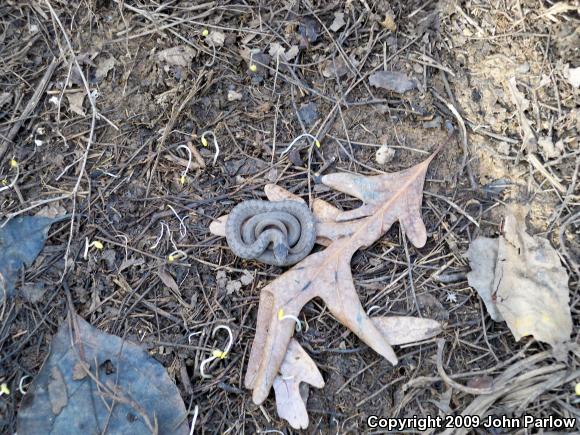 Midland Brownsnake (Storeria dekayi wrightorum)