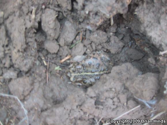 Southern California Toad (Anaxyrus boreas halophilus)