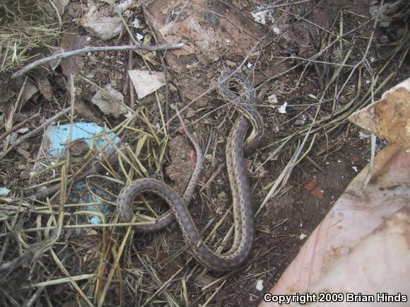 San Diego Gopher Snake (Pituophis catenifer annectens)