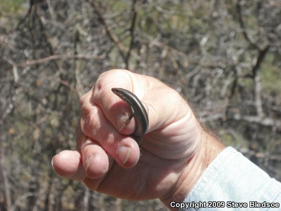 Coronado Island Skink (Plestiodon skiltonianus interparietalis)