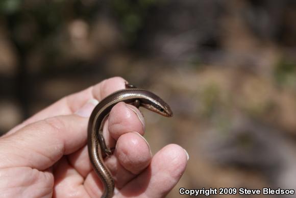 Coronado Island Skink (Plestiodon skiltonianus interparietalis)