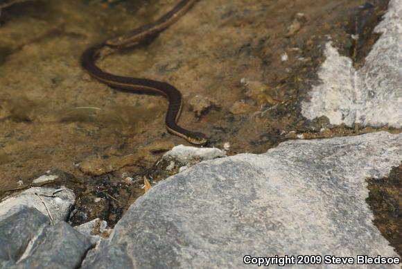 Two-striped Gartersnake (Thamnophis hammondii)