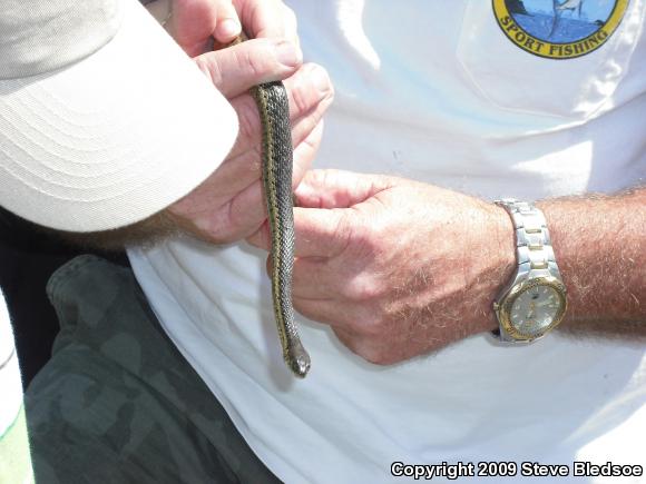 Two-striped Gartersnake (Thamnophis hammondii)