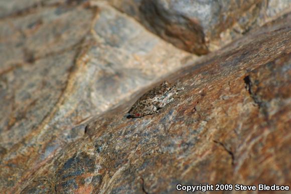 California Treefrog (Pseudacris cadaverina)