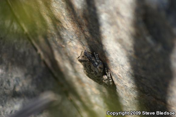 California Treefrog (Pseudacris cadaverina)