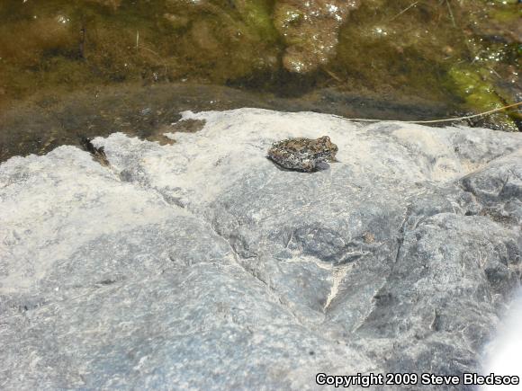 California Treefrog (Pseudacris cadaverina)