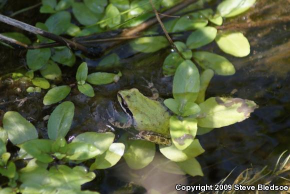 Baja California Treefrog (Pseudacris hypochondriaca)