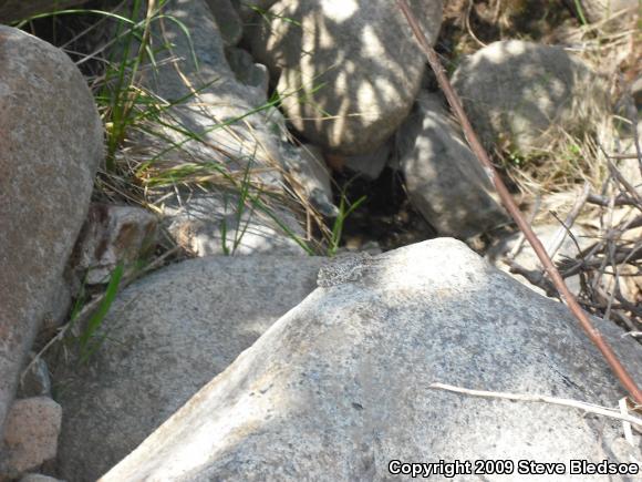 California Treefrog (Pseudacris cadaverina)