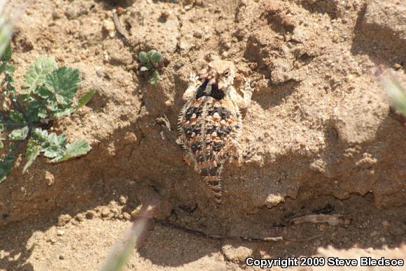 Blainville's Horned Lizard (Phrynosoma blainvillii)