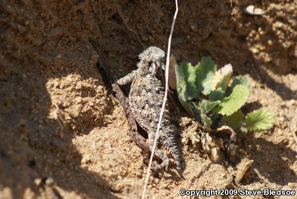 Blainville's Horned Lizard (Phrynosoma blainvillii)