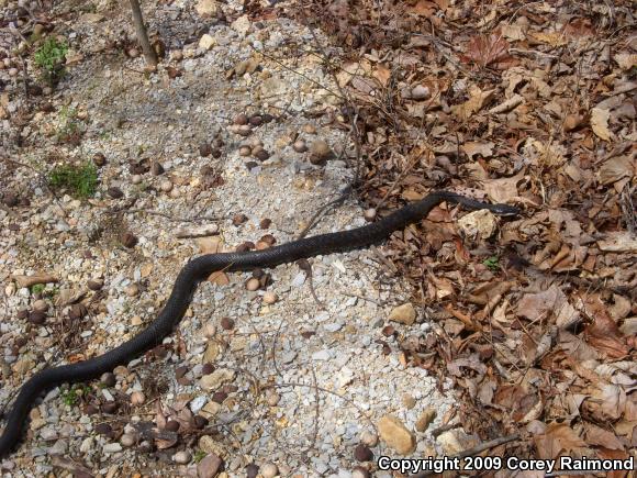 Black Ratsnake (Pantherophis obsoletus obsoletus)