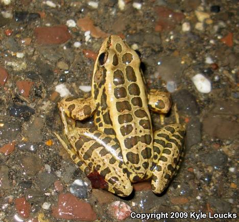 Pickerel Frog (Lithobates palustris)