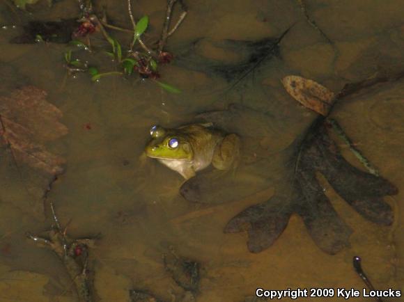 American Bullfrog (Lithobates catesbeianus)