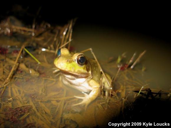 American Bullfrog (Lithobates catesbeianus)