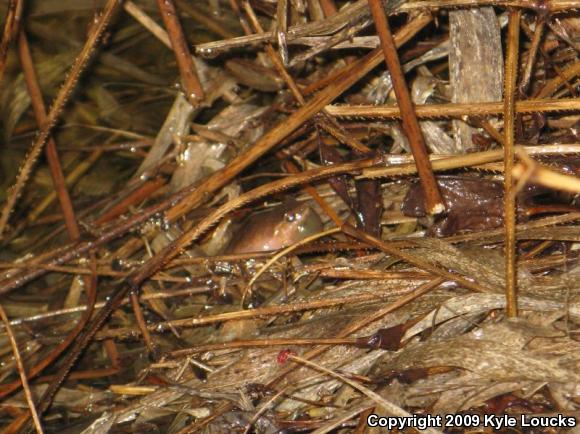 Northern Spring Peeper (Pseudacris crucifer crucifer)