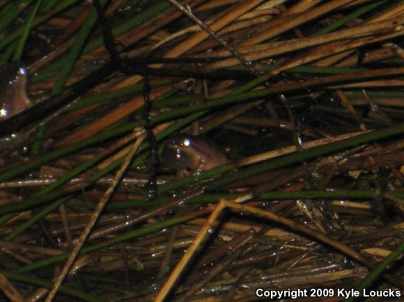 Northern Spring Peeper (Pseudacris crucifer crucifer)