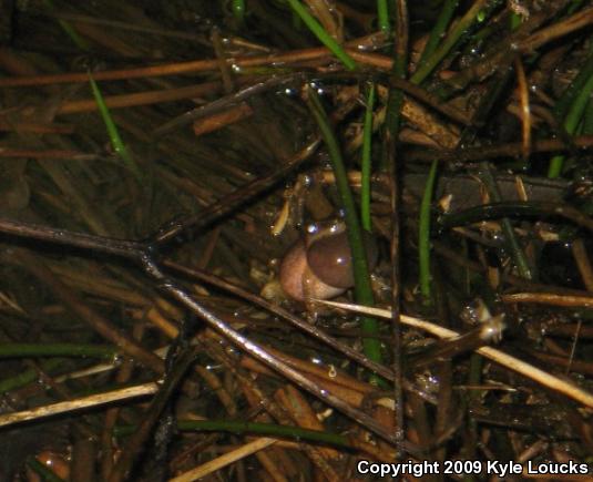 Northern Spring Peeper (Pseudacris crucifer crucifer)