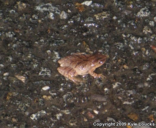 Northern Spring Peeper (Pseudacris crucifer crucifer)