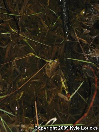 Northern Green Frog (Lithobates clamitans melanota)