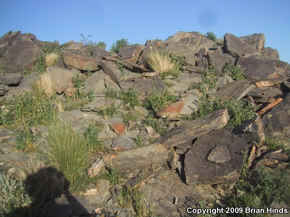 Desert Rosy Boa (Lichanura trivirgata gracia)