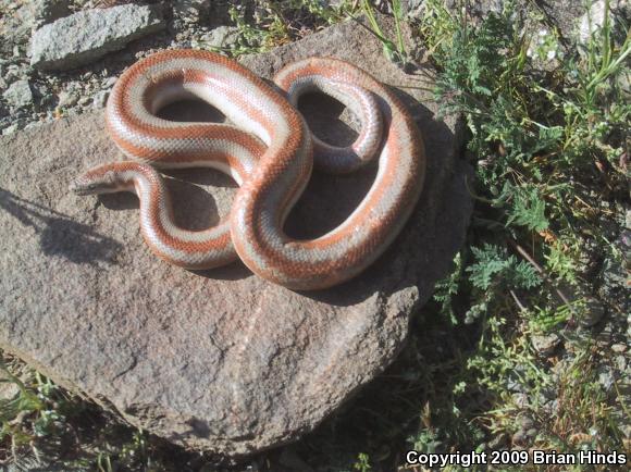 Desert Rosy Boa (Lichanura trivirgata gracia)