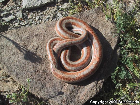 Desert Rosy Boa (Lichanura trivirgata gracia)