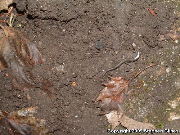 Eastern Red-backed Salamander (Plethodon cinereus)