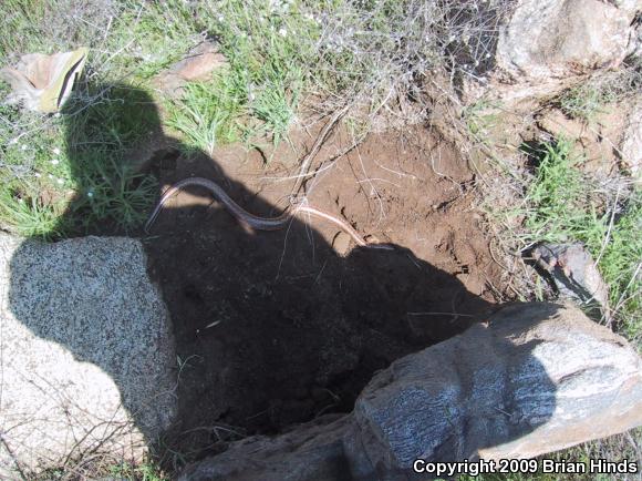 Coastal Rosy Boa (Lichanura trivirgata roseofusca)