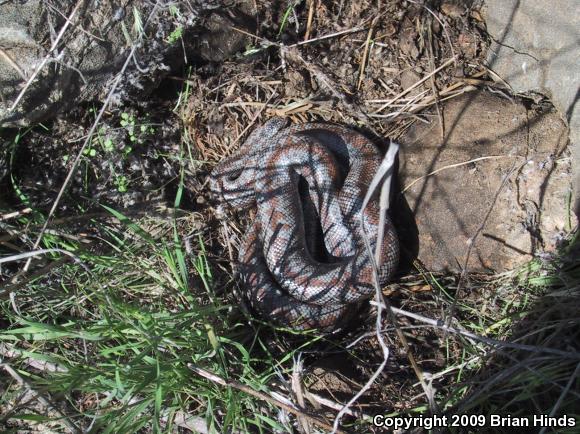 Coastal Rosy Boa (Lichanura trivirgata roseofusca)