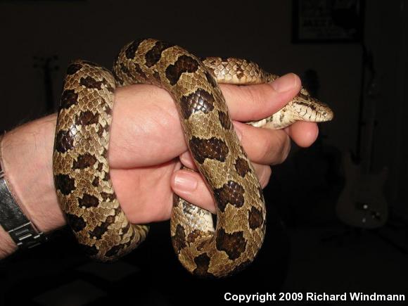 Prairie Kingsnake (Lampropeltis calligaster calligaster)