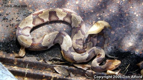 Copperhead (Agkistrodon contortrix)